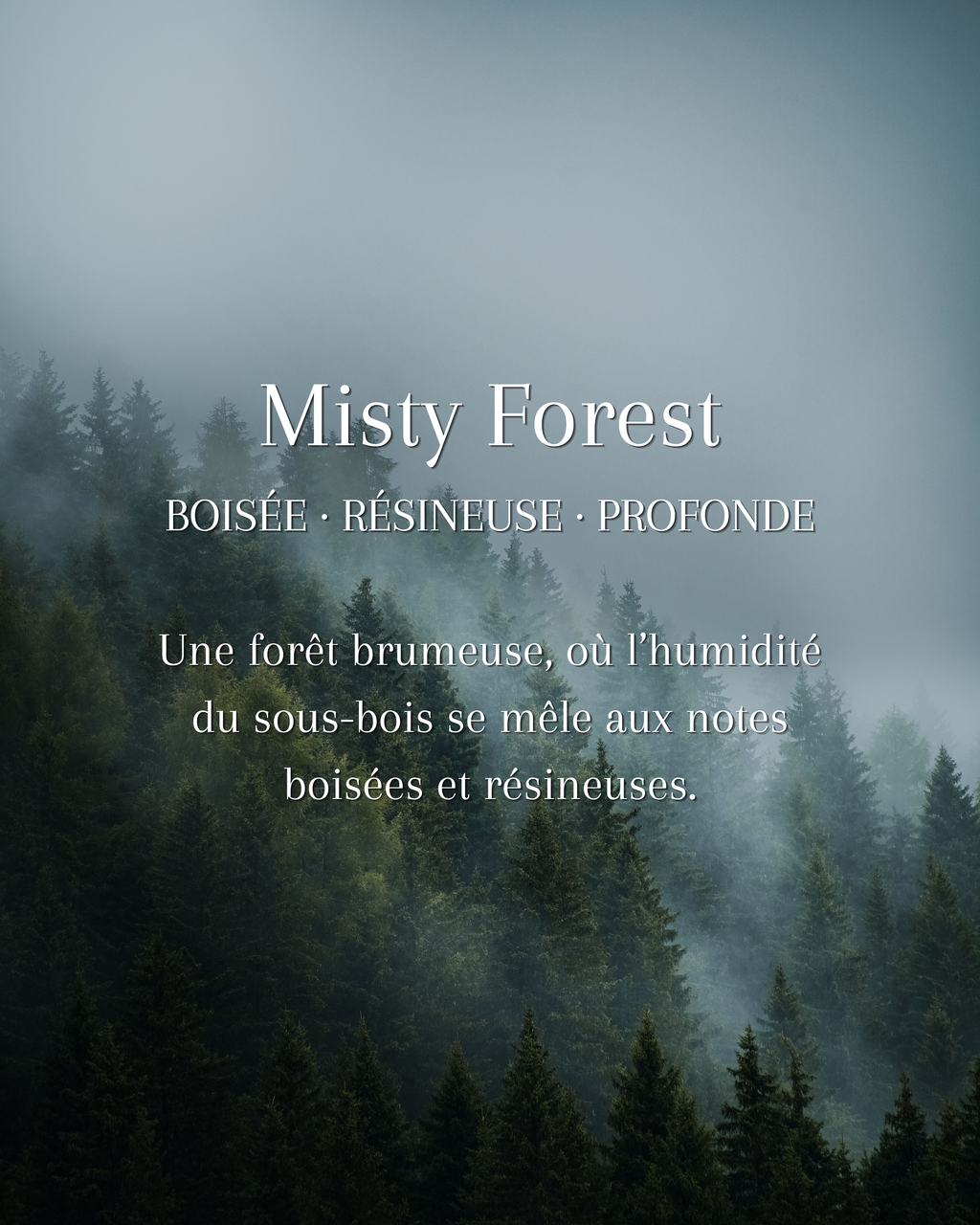 Misty Forest