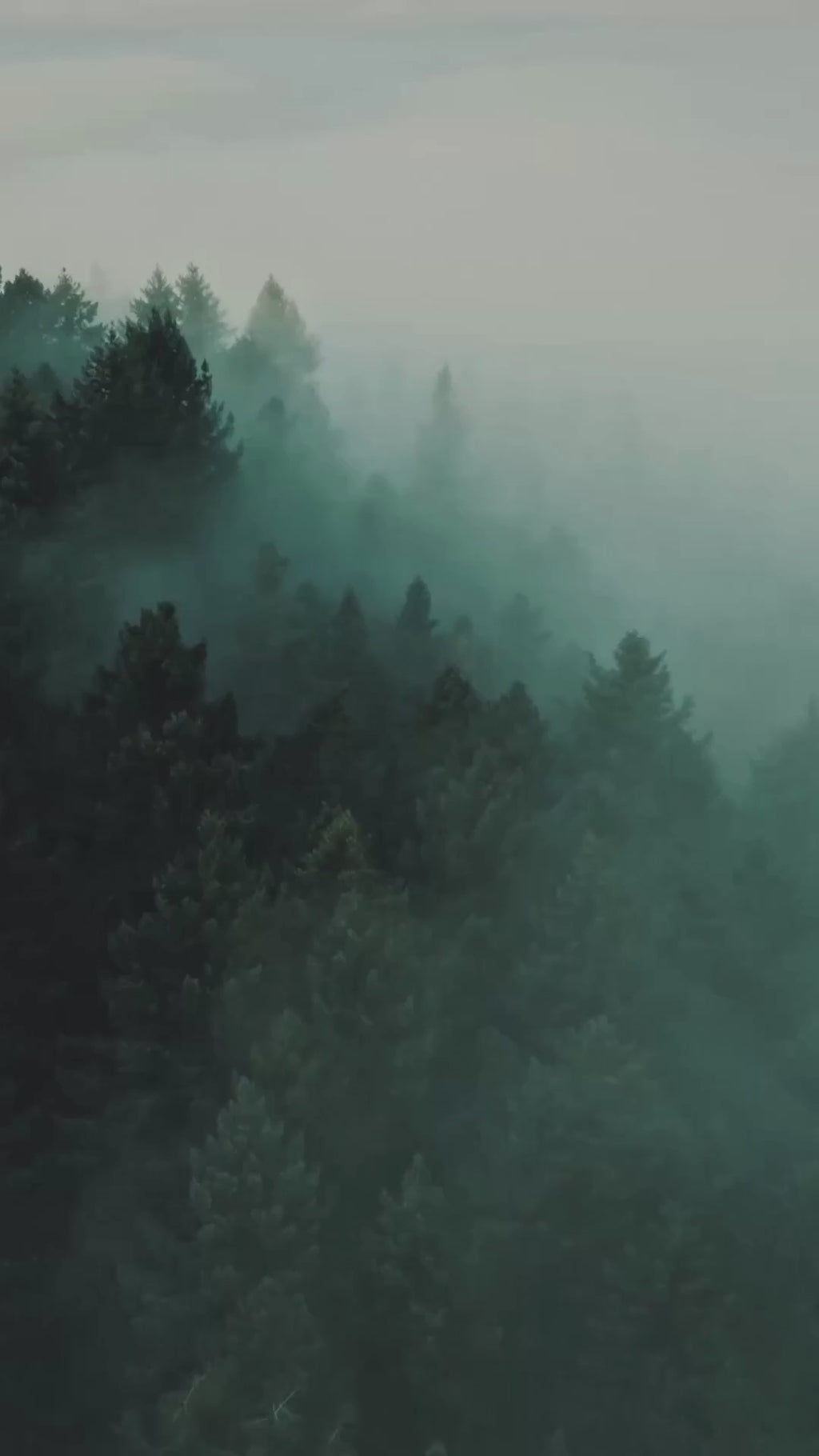 Misty Forest