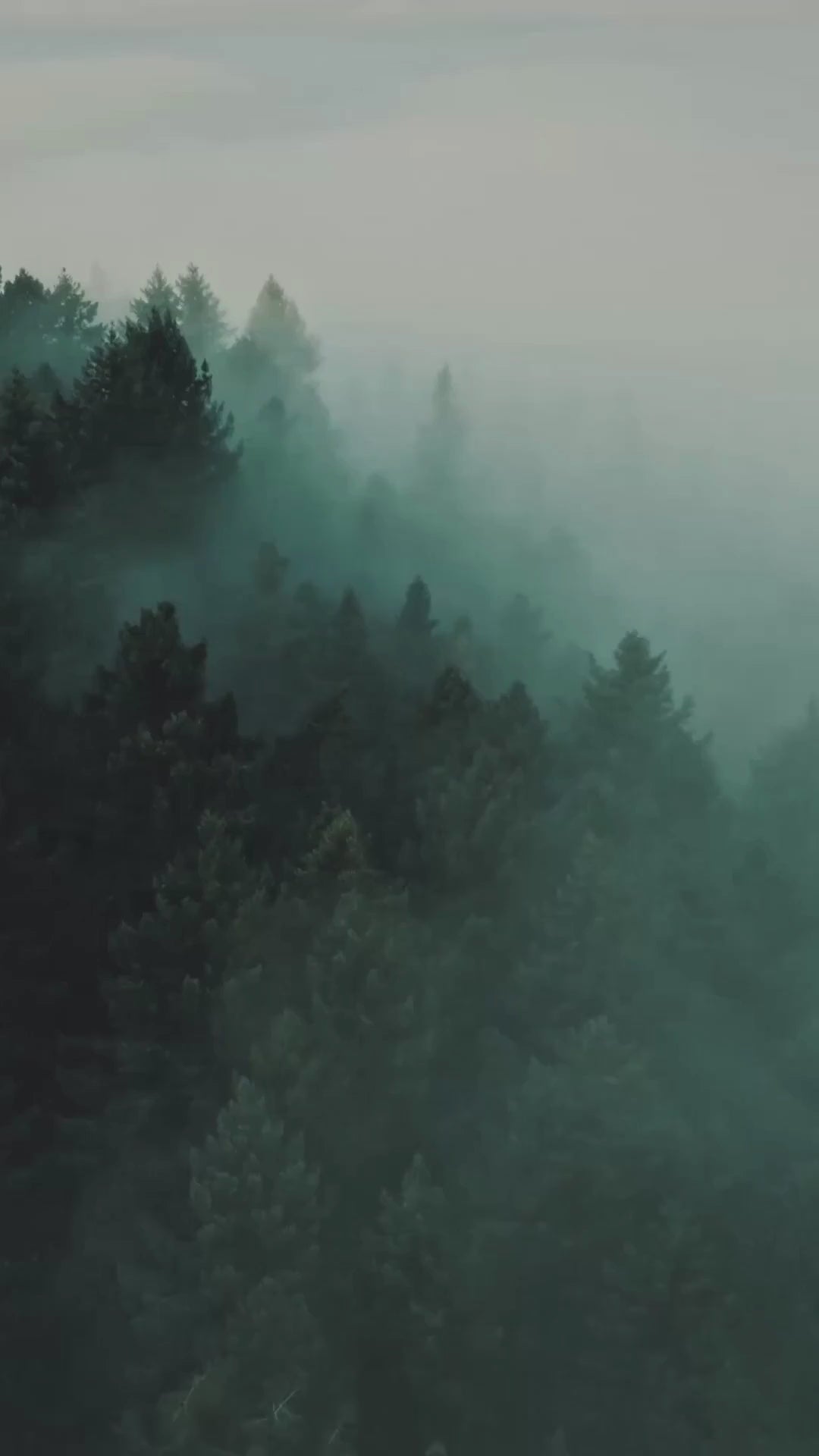 Misty Forest